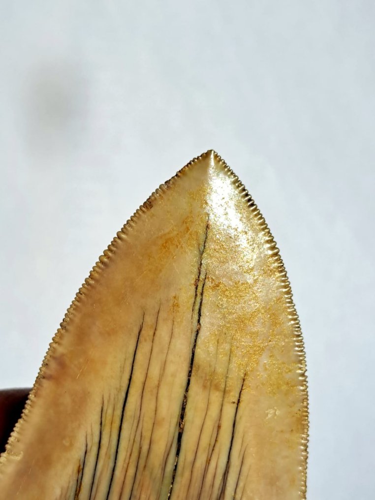 Megalodon - Fossil tooth - Otodus Megalodon - 12 cm - 7 cm #1.2