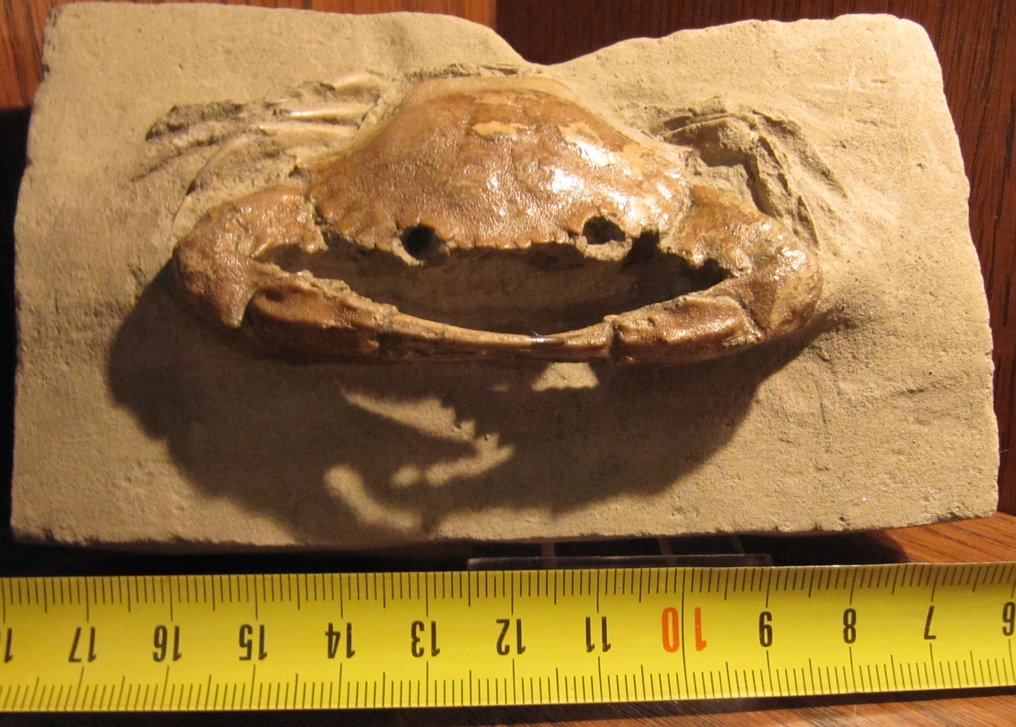 Beautiful spiny crab - Fossilised animal - 75 mm - 127 mm #2.2
