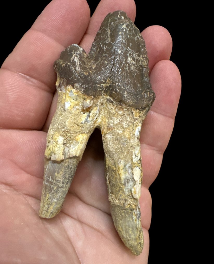 Balenă - Dinte fosilă - Basilausaurus - 10.5 cm - 4 cm #1.1