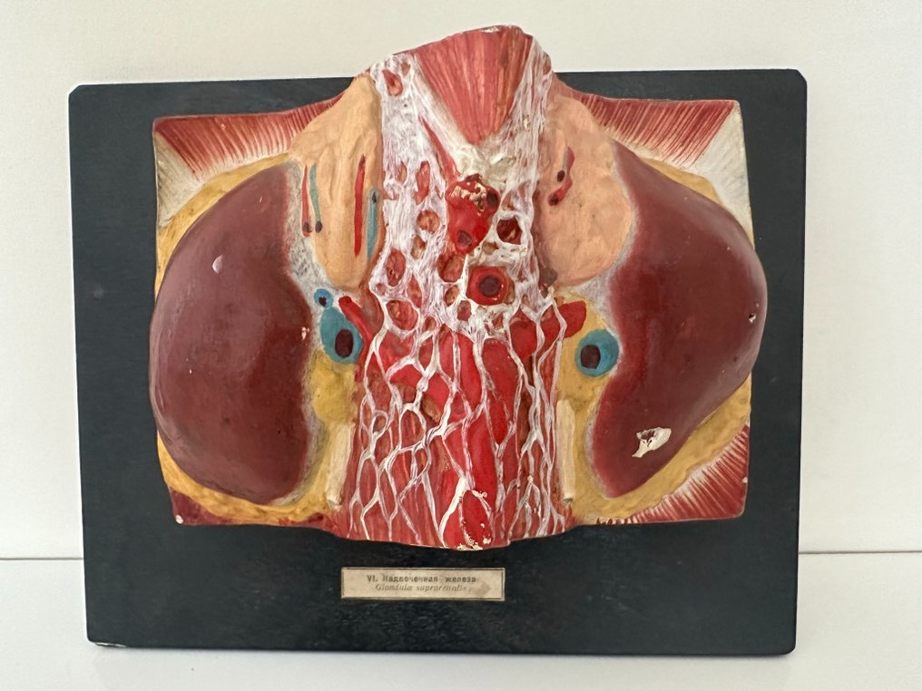 Anatominen malli - Regips Wood - 1950-1960 - Lääketieteellinen instrumentti #3.2