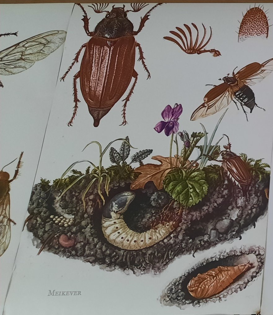 Cartina scolastica (20) - insetti su lino Erich Cramer- Kronen Verlag Amburgo #2.2