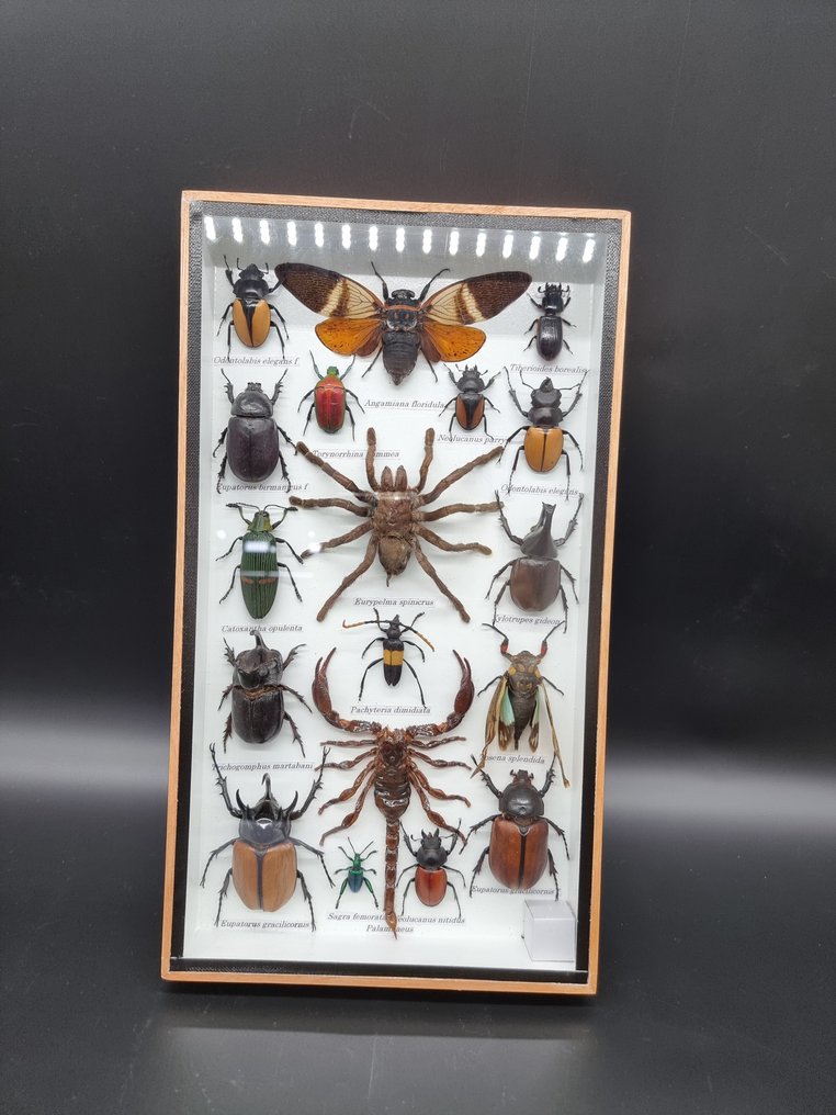 Marco- con insectos exóticos reales  - Madera, Vidrio #1.2