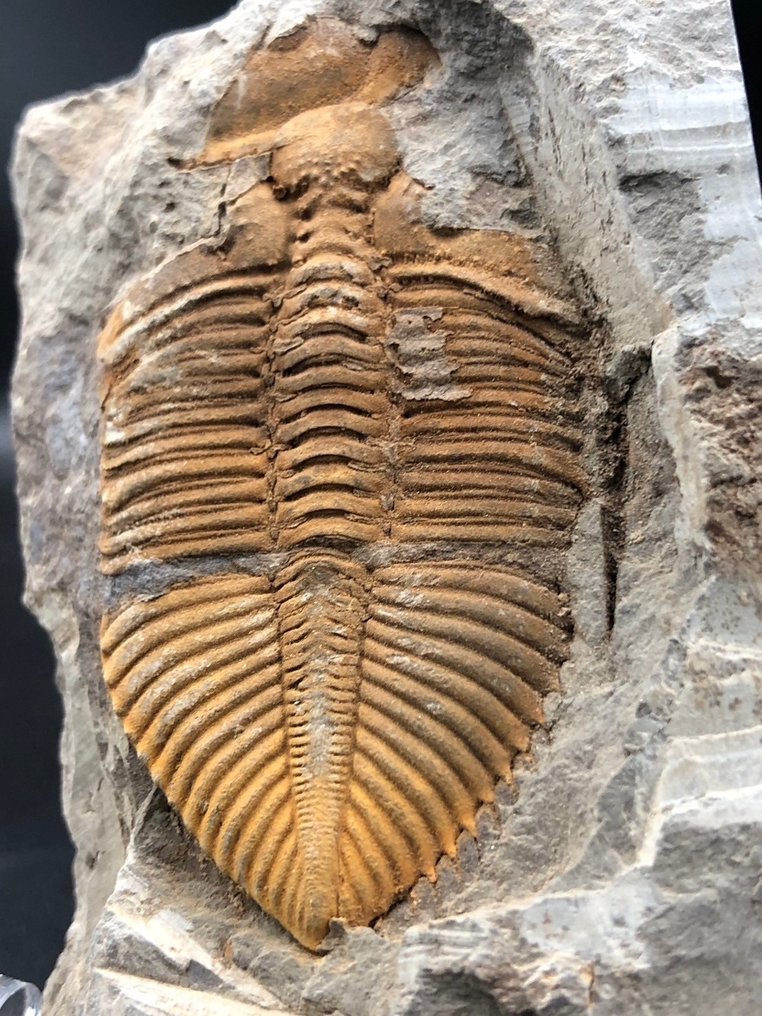三叶虫 - 动物化石 - Coronocephalus - 7.5 cm - 6 cm  (没有保留价) #2.1