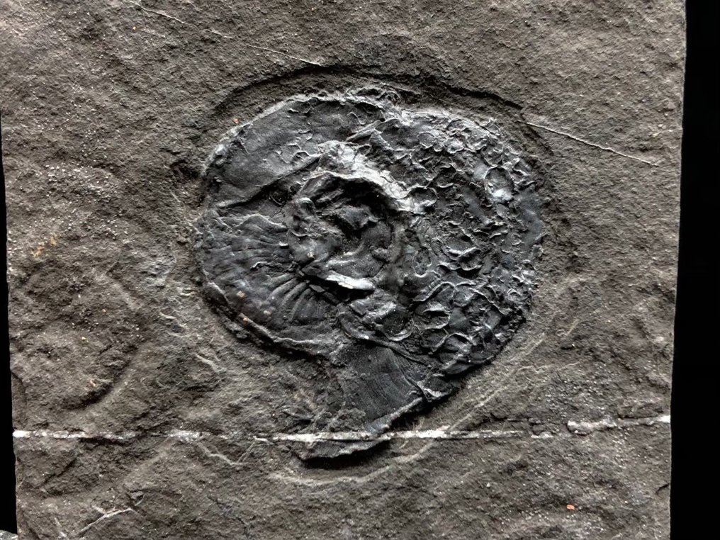 Amonit - Animale fosilizate - Unknown ammonite - 5.5 cm - 5.5 cm  (Fără preț de rezervă) #2.1