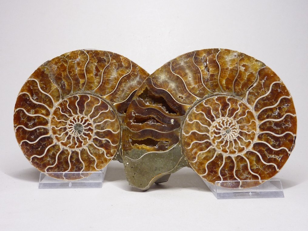 Ammonite - Animal fossilisé - Aioloceras (Cleoniceras) sp. - 12 cm  (Sans Prix de Réserve) #2.2