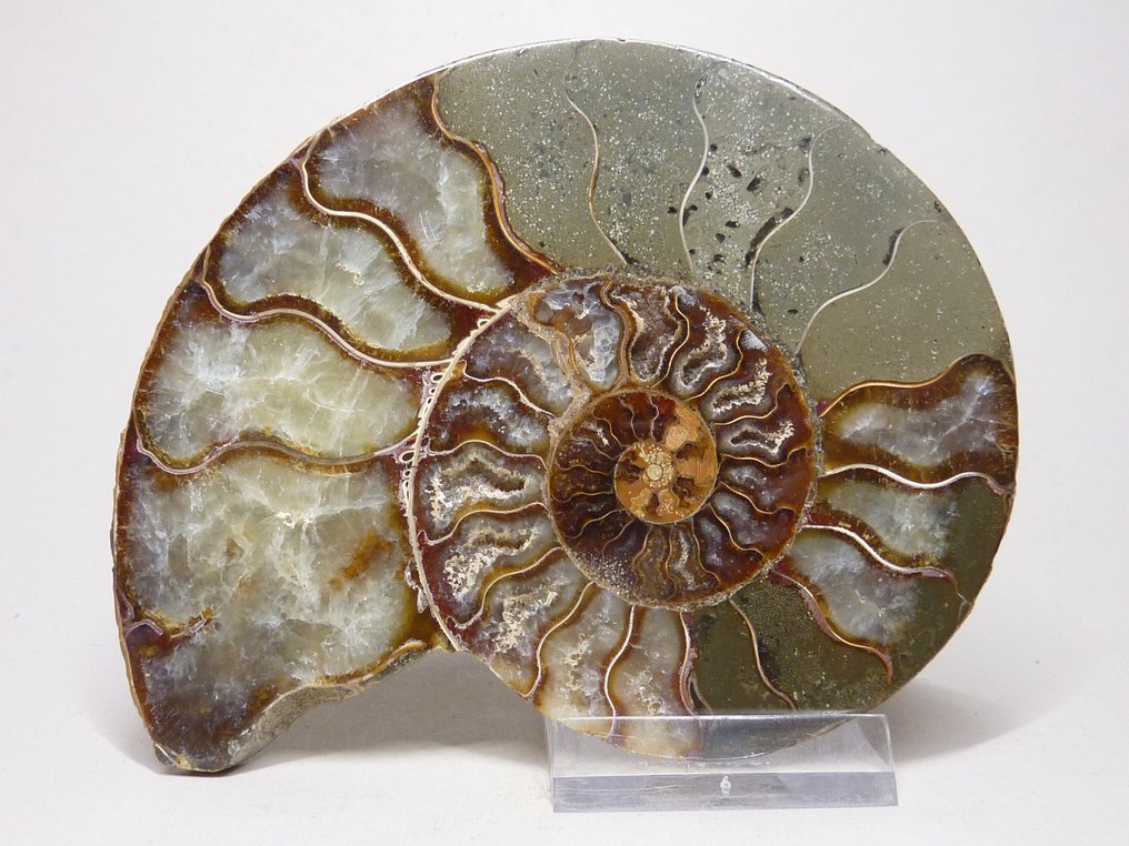 Ammonite - Fossile dyr - Aioloceras (Cleoniceras) sp. - 12 cm  (Ingen reservasjonspris) #3.2