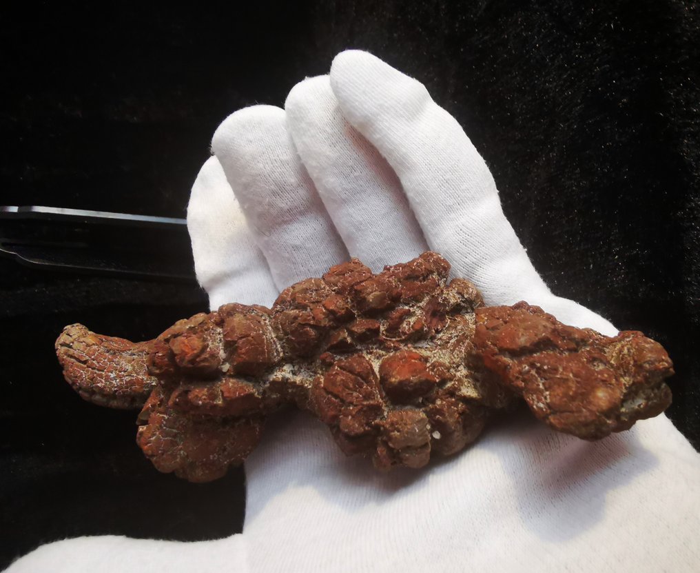 恐龍或脊椎動物的排泄物 - 化石糞便 - 化石碎片 - Koprolith - 14 cm  (沒有保留價) #2.3