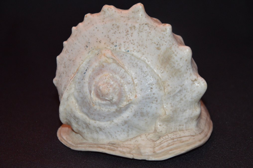 Sea Snail Κοχύλι - M-449 CASSIS MADAGASCARIENSIS  (χωρίς τιμή ασφαλείας) #3.1