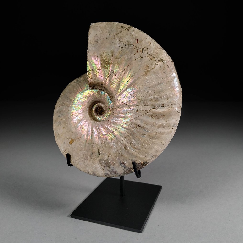 Ammonite - Fosszilizálódott kagyló - Aioloceras (Cleoniceras) sp. - 14.8 cm - 12 cm #1.1