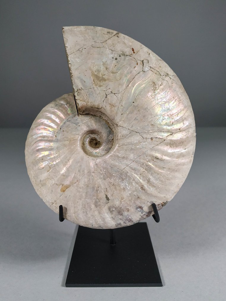 Ammonite - Fosszilizálódott kagyló - Aioloceras (Cleoniceras) sp. - 14.8 cm - 12 cm #2.2
