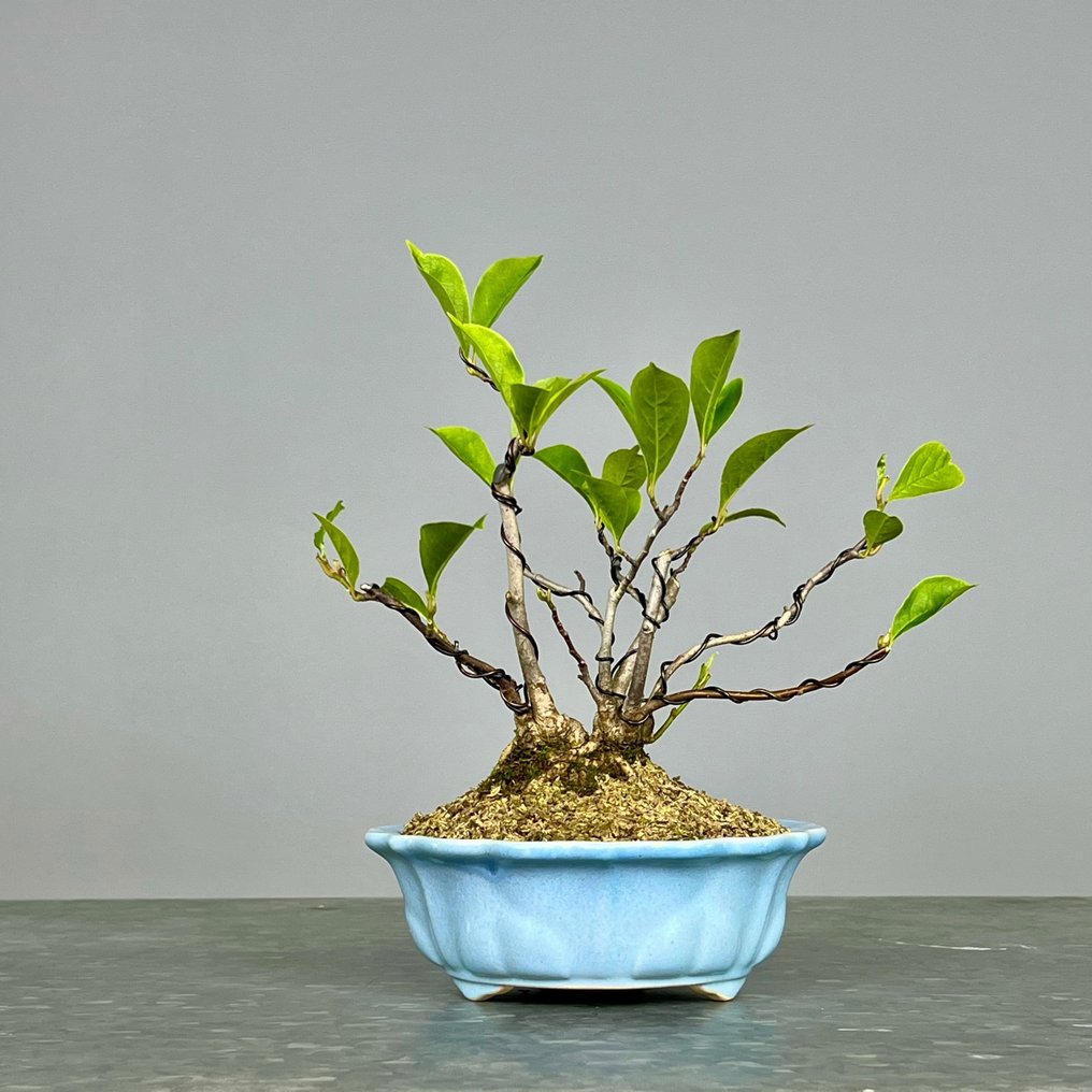 Magnolia stellata bonsai - Înălțime (Copac): 25 cm - Grosime (Copac): 20 cm - Portugalia #1.2