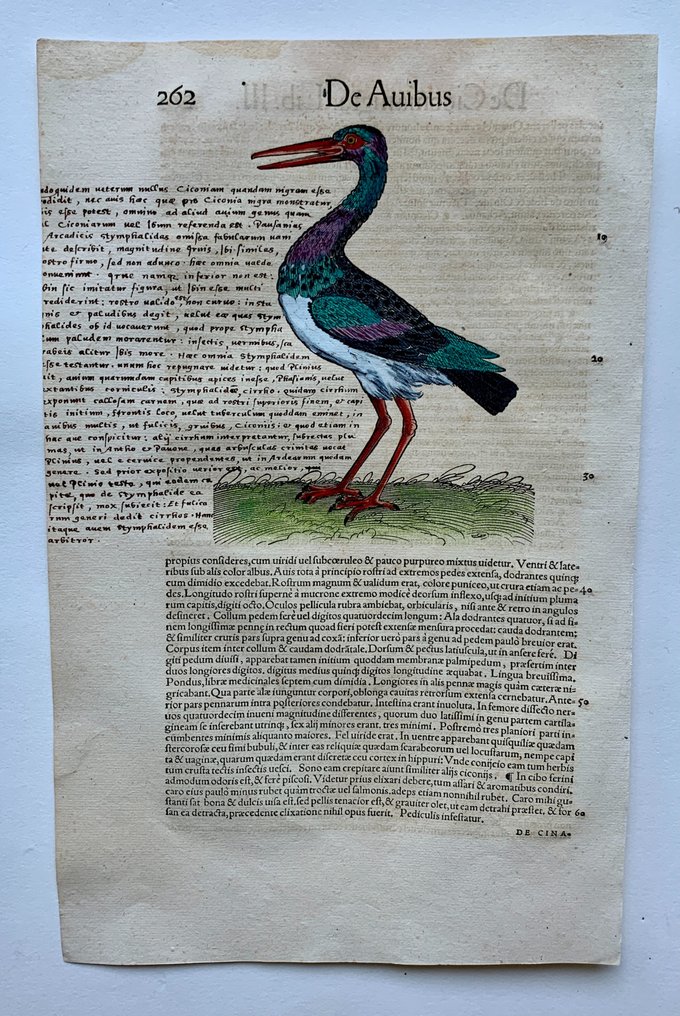 Conrad Gesner - De Ciconia nigra - 1555 #1.2