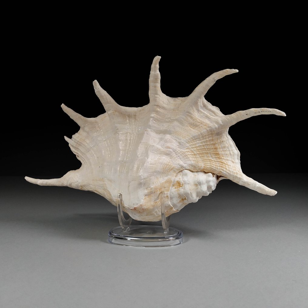 大型蜘蛛海螺 海贝 - Lambis truncata  (没有保留价) #1.1