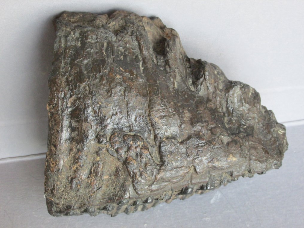 哥伦比亚猛犸象 - 臼齿化石 - Mammuthus Columbi - 17 cm - 21 cm #3.1