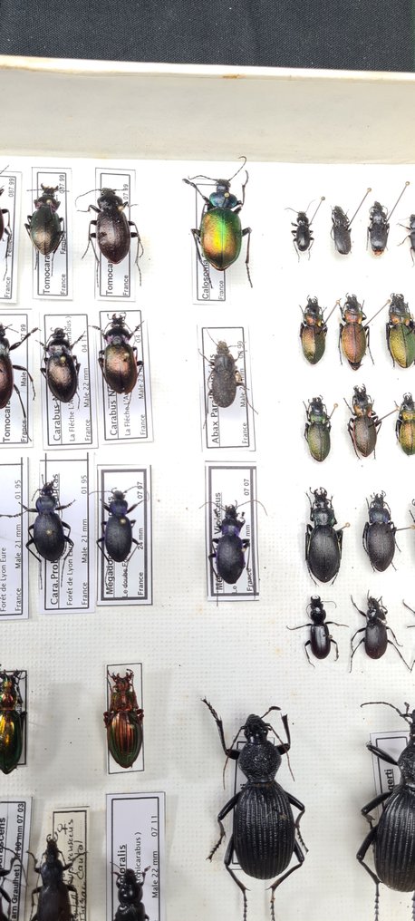 Large Beetles Carabidae collection (39X26 cm) from France  - Diorama Beetles sp - with full data and détermination information - 1980-1990 #3.2