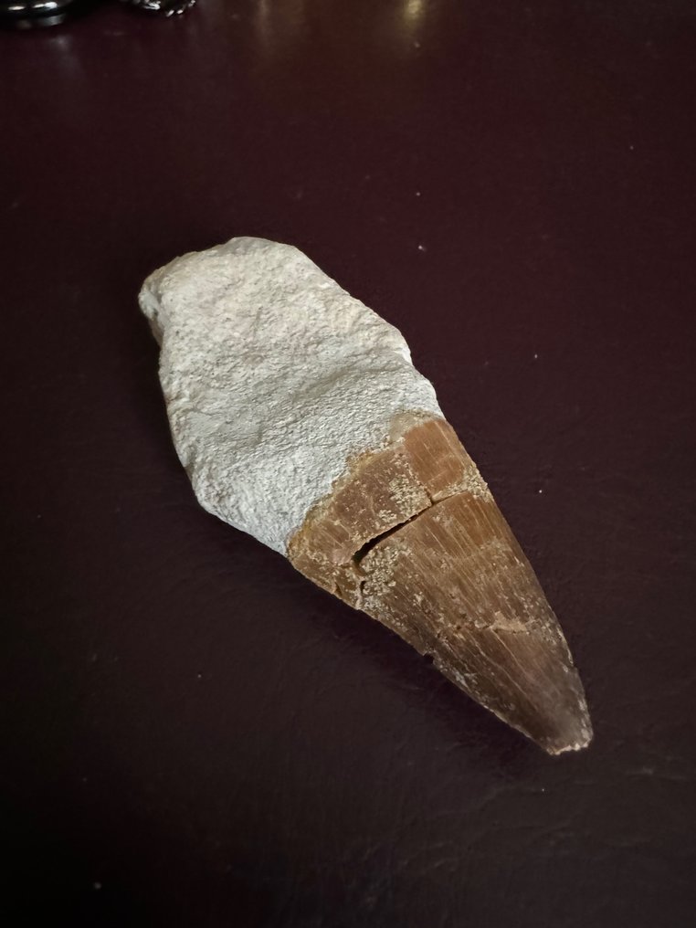 Zeereptiel - Fossiele tand - Mosasaurus sp.  (Zonder Minimumprijs) #2.1