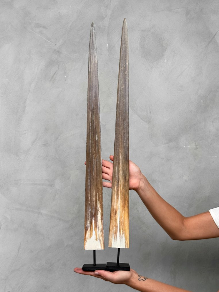 INGET RESERVERINGSPRIS - Ett par stora svärdfiskbettar monterade på specialanpassade piedestaler - Podium på stativ - Xiphias Gladius - 76 cm - 7 cm - 7 cm- Arter som inte är inkluderade i CITES #1.2