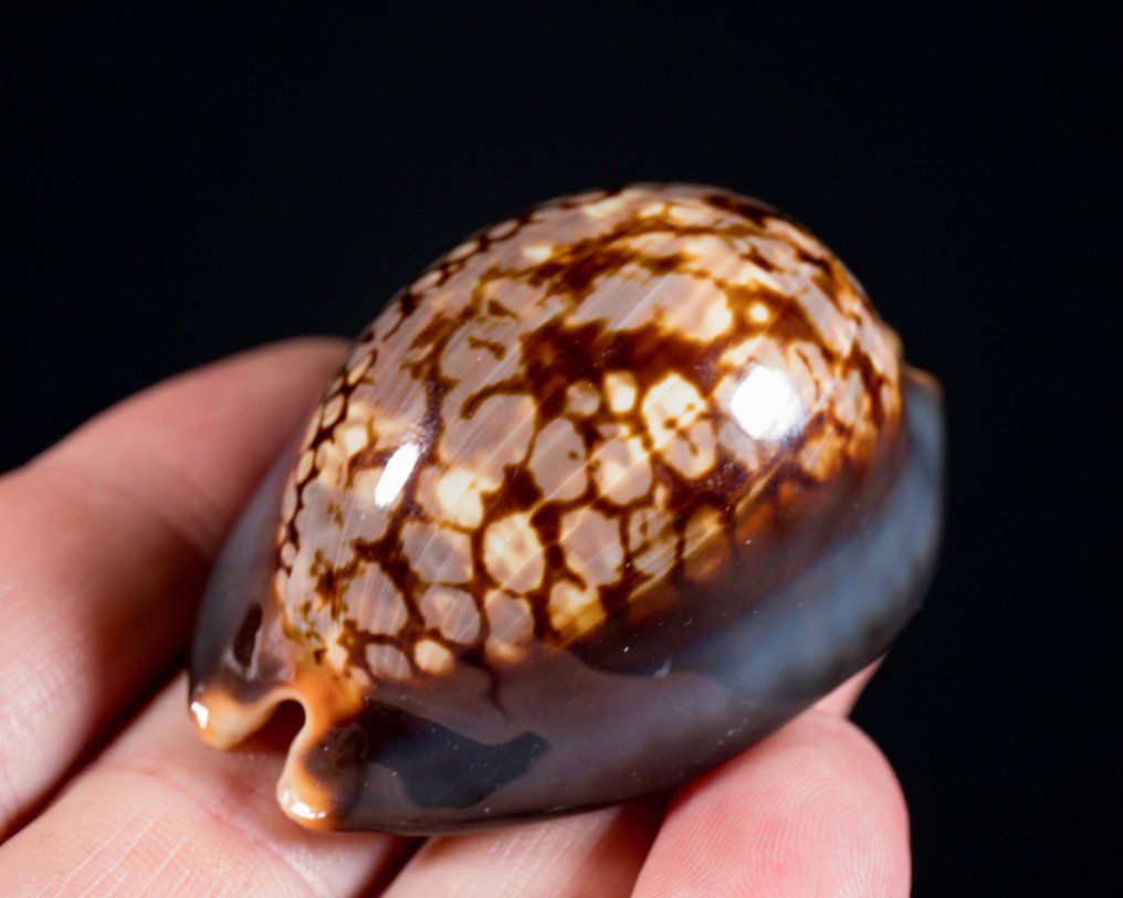 美麗的貝殼，收藏品 貝殼 - Cypraea mauritiana  (沒有保留價) #2.1