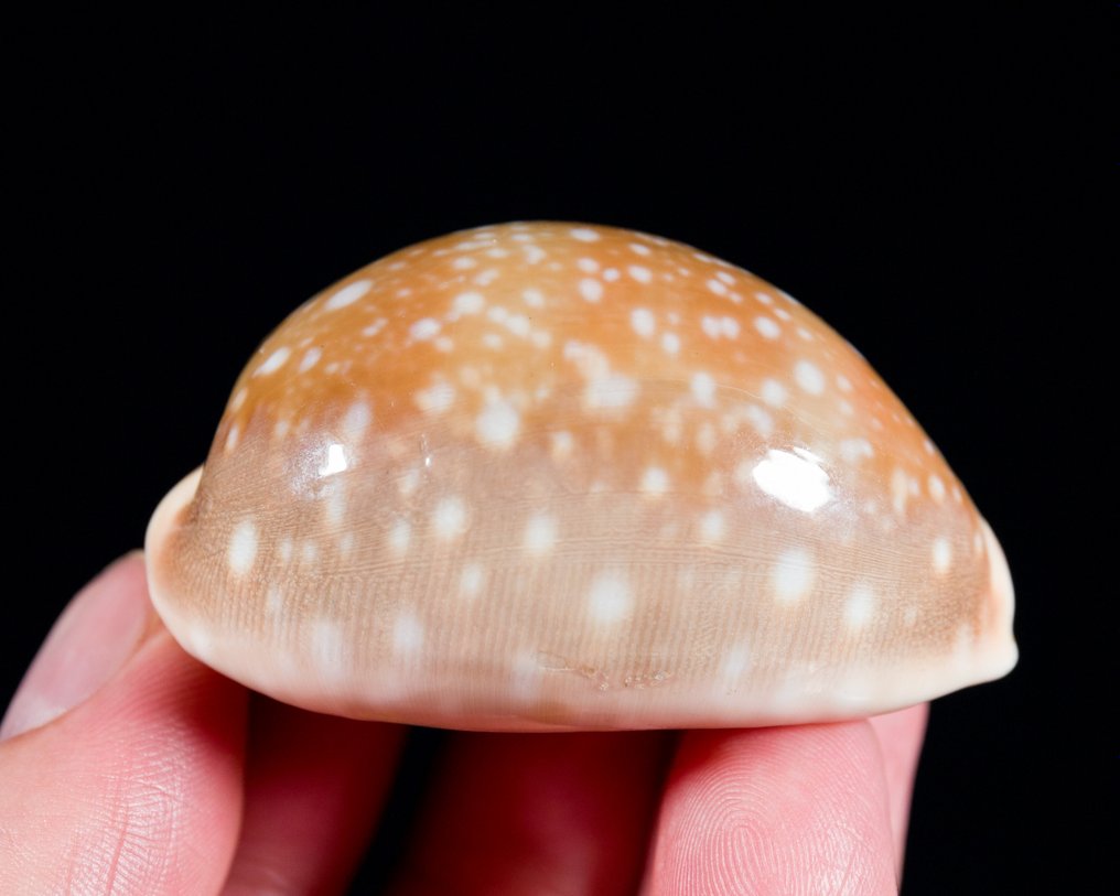 美丽的贝壳，收藏品 海贝 - Cypraea lyncina vitellus  (没有保留价) #2.1
