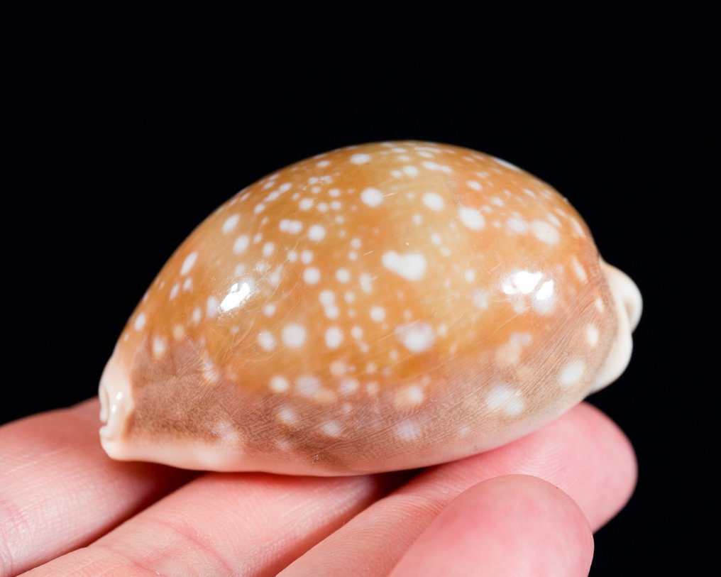 美丽的贝壳，收藏品 海贝 - Cypraea lyncina vitellus  (没有保留价) #3.1