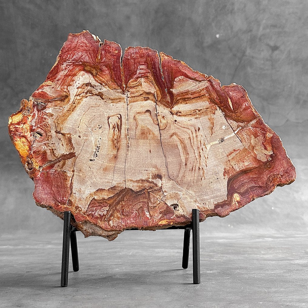 Hermosa rebanada de madera petrificada en un soporte personalizado - Madera fosilizada - Petrified Wood - 31 cm - 34 cm  (Sin Precio de Reserva) #1.1