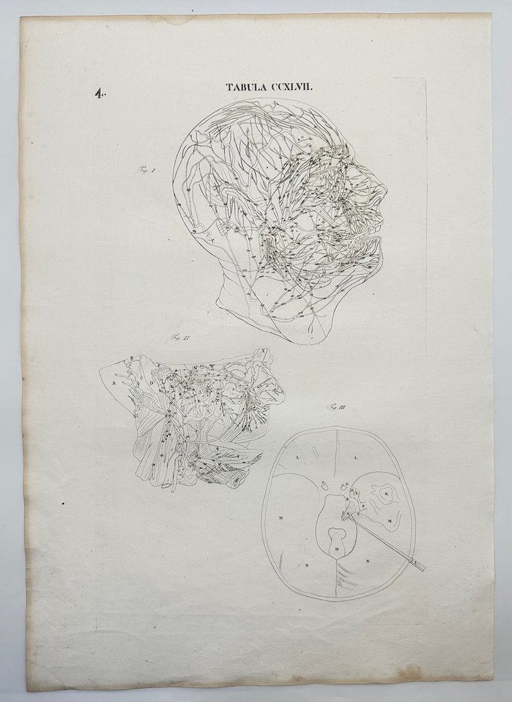 Antonio Caldani - ”Icones anatomicae” - Anatomy - Circulatory system, Nerves - 1813 #2.1
