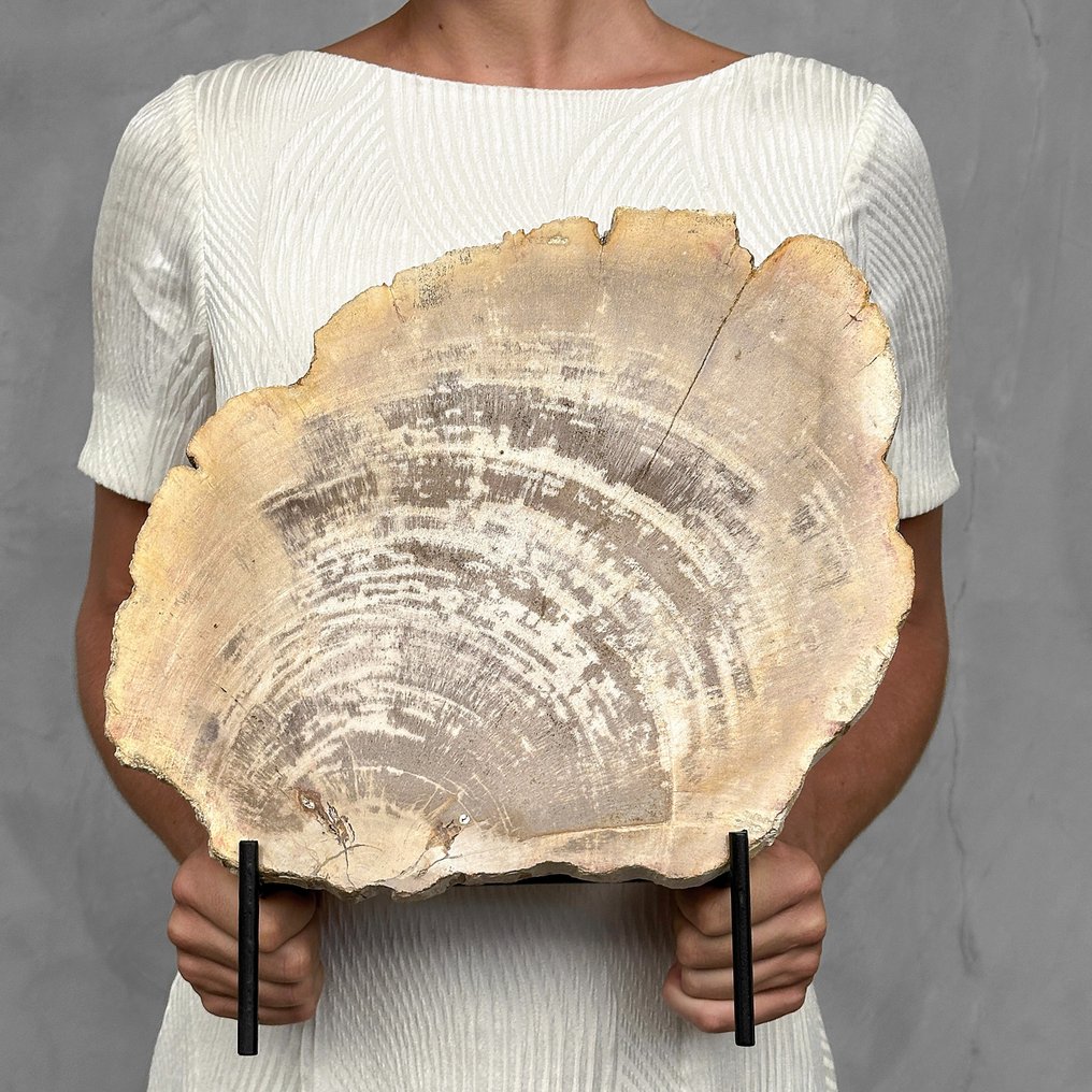 Fantastisk skive forstenet træ på stativ - Forstenet træ - Petrified Wood - 34 cm - 33 cm  (Ingen mindstepris) #1.2