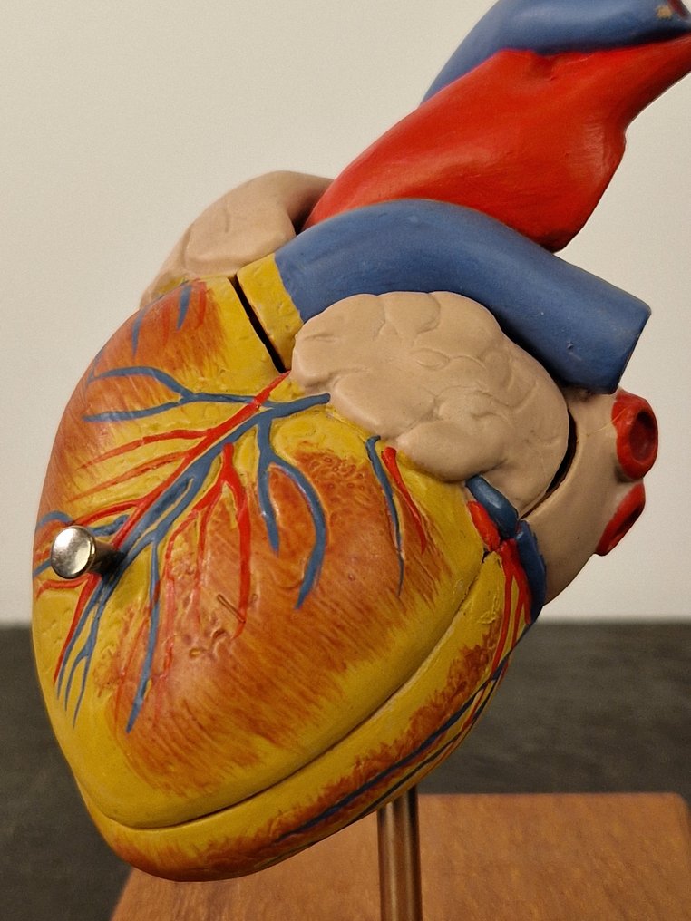 Anatominen malli - muovi - 1970-1980 - Malli sydän #1.2