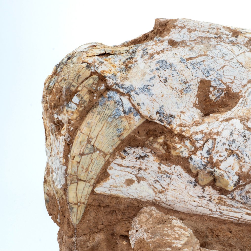 Sabeltandkat - Fossiele schedel - Amphimachairodus giganteus - 19 cm - 36 cm #2.1