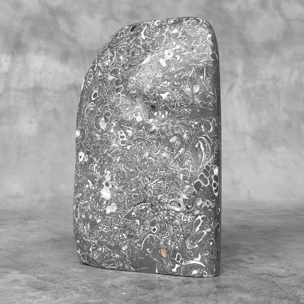 無底價 - 美麗的 Turritella Freeform - 化石碎片 - Turritella - 20 cm - 12 cm  (沒有保留價) #2.1