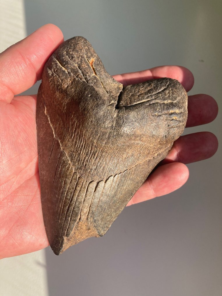Megalodonte - Denti fossili - 13.7 cm - 9.5 cm  (Senza Prezzo di Riserva) #1.1