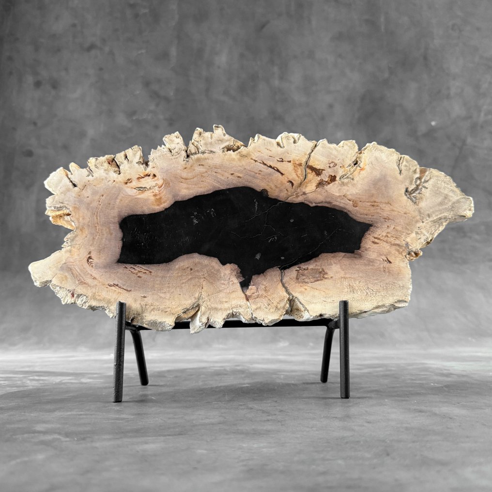 Oszałamiający kawałek skamieniałego drewna na stojaku - Skamieniałe drewno - 26 cm - 41 cm  (Bez ceny minimalnej
) #2.1