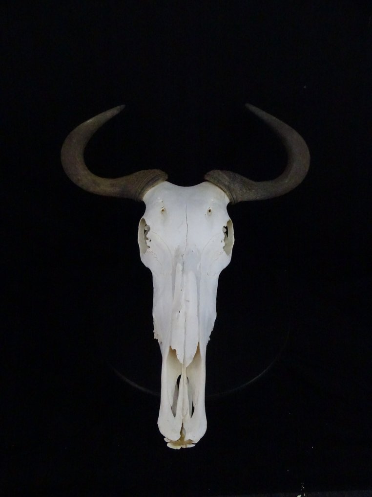 蓝色角马 颅骨 - Connochaetes taurinus - 30 cm - 57 cm - 47 cm- non-CITES species #2.1