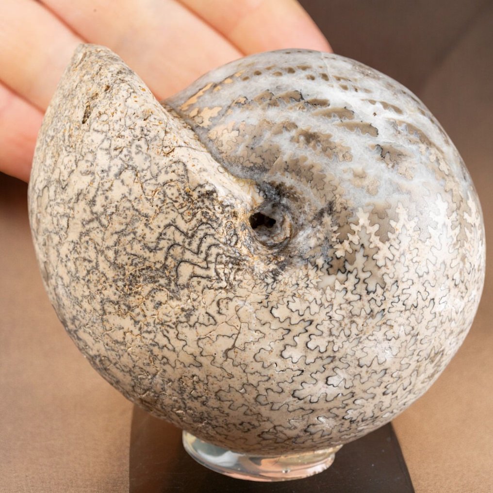 Extreem zeldzaam ammonietmonster - Gefossiliseerde schelp - Brouwerites Intermedius - Timor Island - 85 mm - 74 mm #1.0