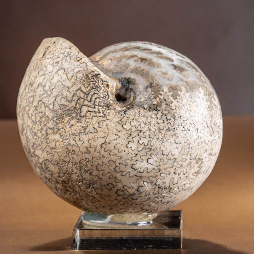 Extreem zeldzaam ammonietmonster - Gefossiliseerde schelp - Brouwerites Intermedius - Timor Island - 85 mm - 74 mm #2.1