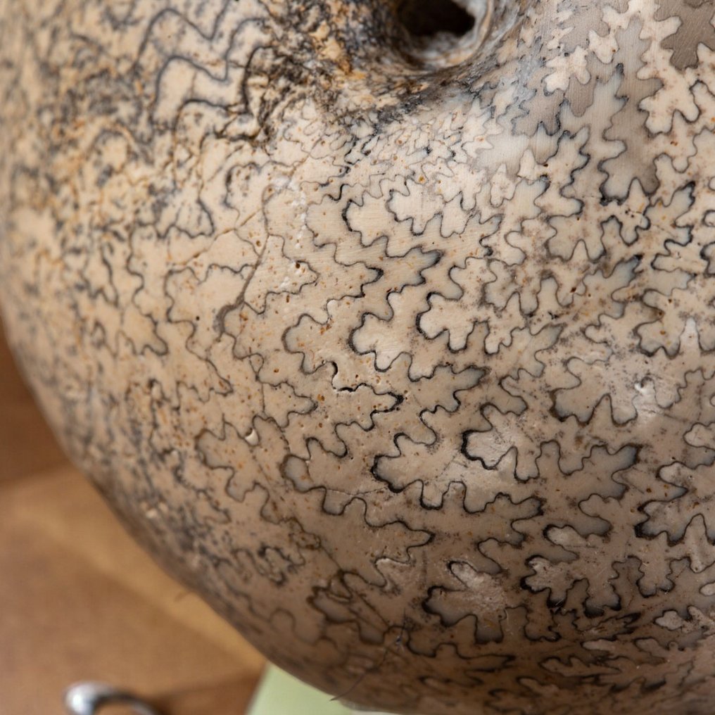 Extreem zeldzaam ammonietmonster - Gefossiliseerde schelp - Brouwerites Intermedius - Timor Island - 85 mm - 74 mm #3.2