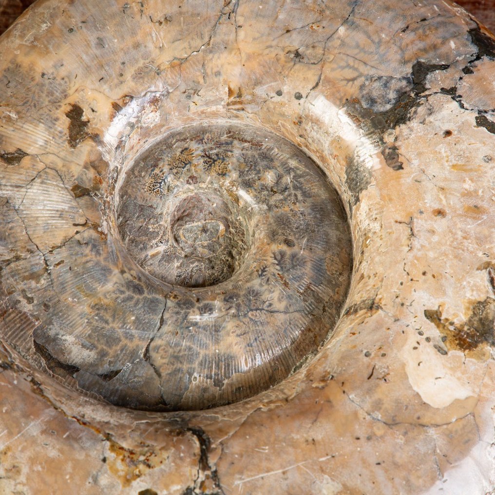 马达加斯加的大型菊石 - 贝壳化石 - Lytoceras sp. - 400 mm - 330 mm #4.3