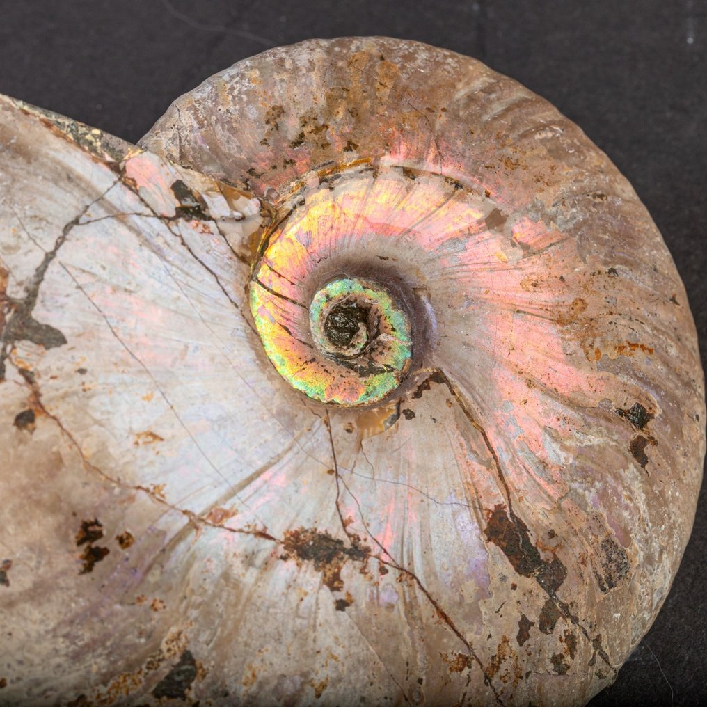 Εξαφανισμένη conchiglia - Αμμόνιτη ουράνιο τόξο. Raimbow Cleoniceras - Ύψος: 135 mm - Πλάτος: 110 mm- 551 g #1.0