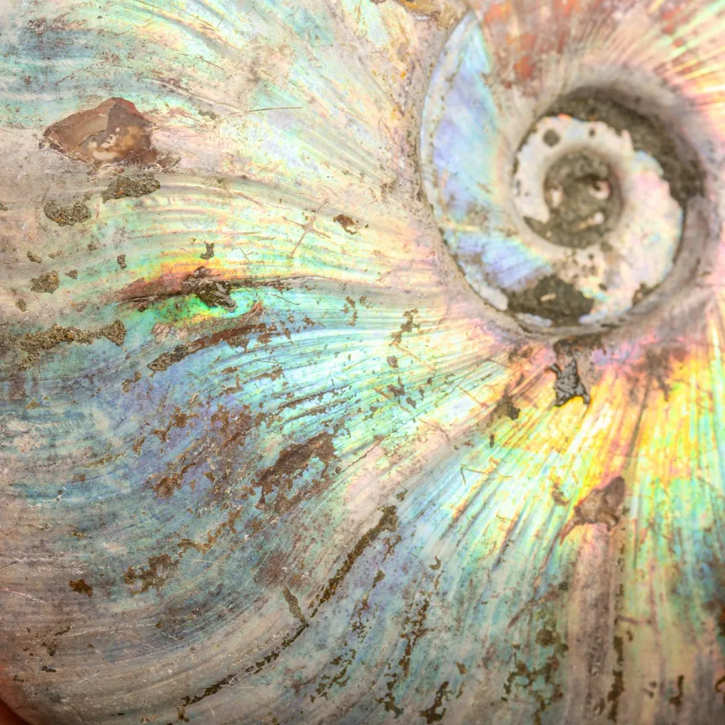 Extinct shell - Rainbow ammonite - Fossil fragment - - Raimbow Cleoniceras - - 140 mm - 120 mm #1.2