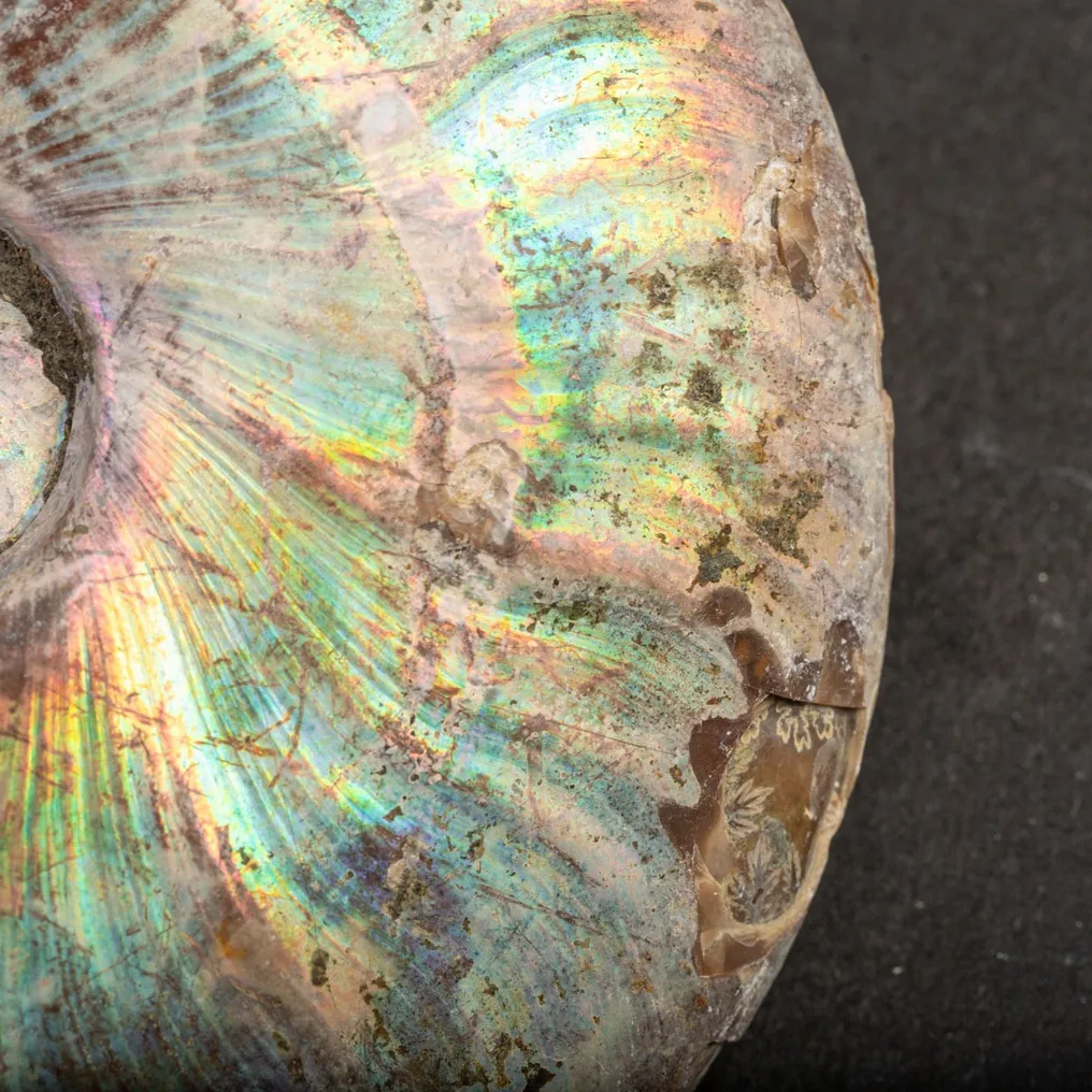 Extinct shell - Rainbow ammonite - Fossil fragment - - Raimbow Cleoniceras - - 140 mm - 120 mm #2.1