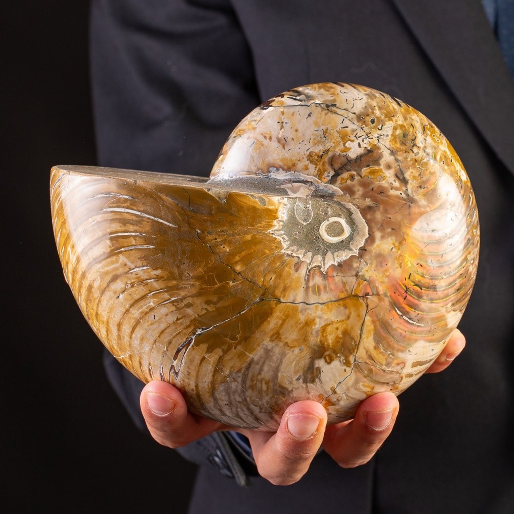 Nautilus fósil opalizado grande - Concha fosilizada - Nautilus - 185 mm - 155 mm #1.0