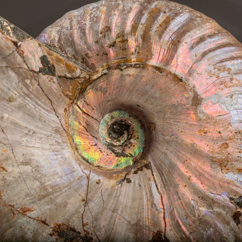 Εξαφανισμένη conchiglia - Αμμόνιτη ουράνιο τόξο. Raimbow Cleoniceras - Ύψος: 135 mm - Πλάτος: 110 mm- 551 g #4.3