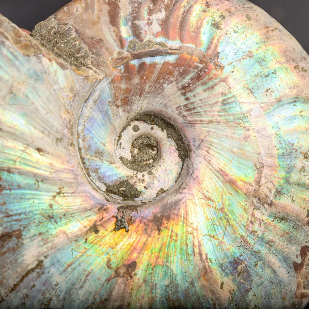 Extinct shell - Rainbow ammonite - Fossil fragment - - Raimbow Cleoniceras - - 140 mm - 120 mm #1.1