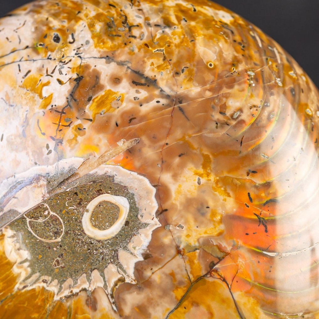 Nautilus fósil opalizado grande - Concha fosilizada - Nautilus - 185 mm - 155 mm #4.3