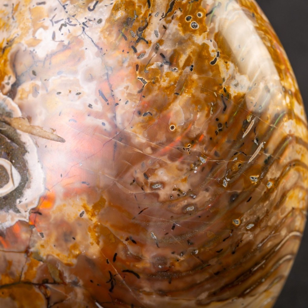 Nautilus fósil opalizado grande - Concha fosilizada - Nautilus - 185 mm - 155 mm #1.0