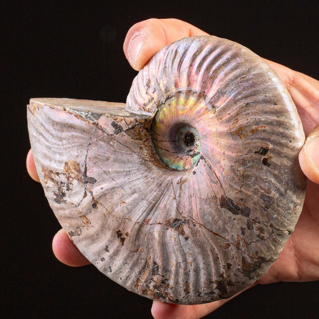 Εξαφανισμένη conchiglia - Αμμόνιτη ουράνιο τόξο. Raimbow Cleoniceras - Ύψος: 135 mm - Πλάτος: 110 mm- 551 g #3.2