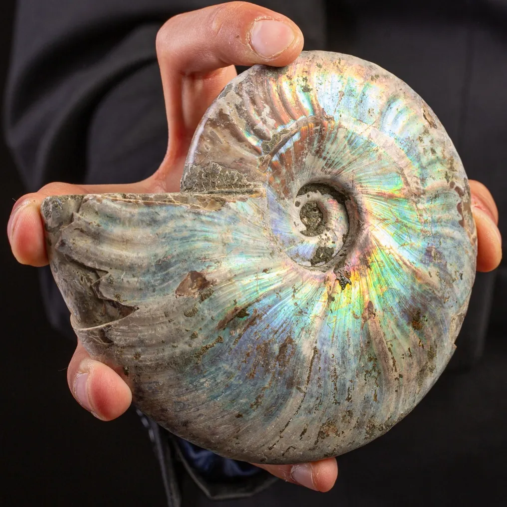 已灭绝的贝壳——彩虹菊石 - 化石碎片 - - Raimbow Cleoniceras - - 140 mm - 120 mm #4.3