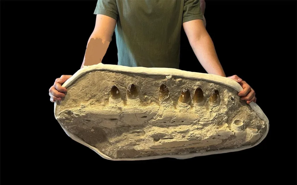 Mosasaur - Fossilised jaw - Prognathodon Currii - 90 cm - 40 cm #2.1