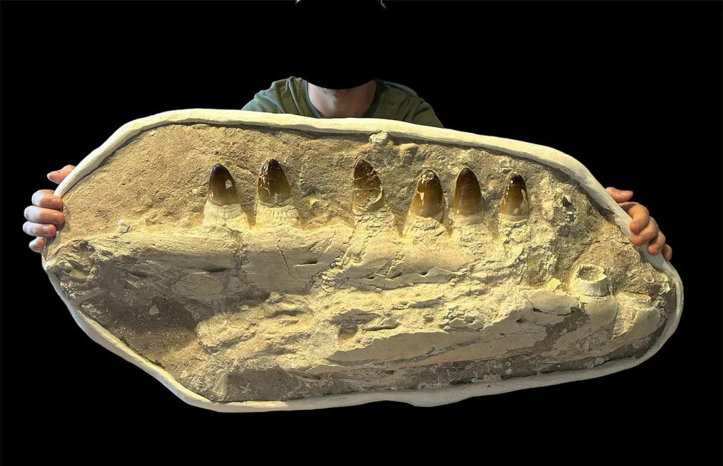 Mosasaur - Fossilised jaw - Prognathodon Currii - 90 cm - 40 cm #1.1