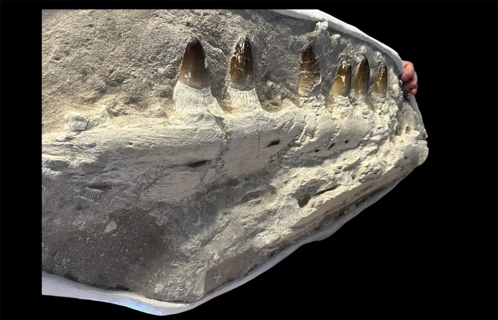 Mosasaur - Fossilised jaw - Prognathodon Currii - 90 cm - 40 cm #3.1